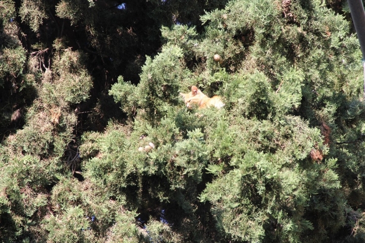 Ağaçta 4 Gün Mahsur Kalan Kediyi Vatandaşlar Kurtardı