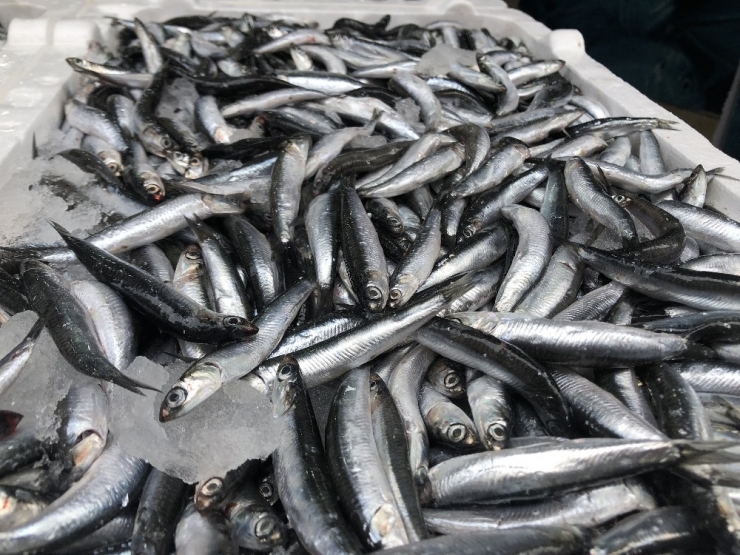 Bol Hamsi Tezgahları Şenlendirdi