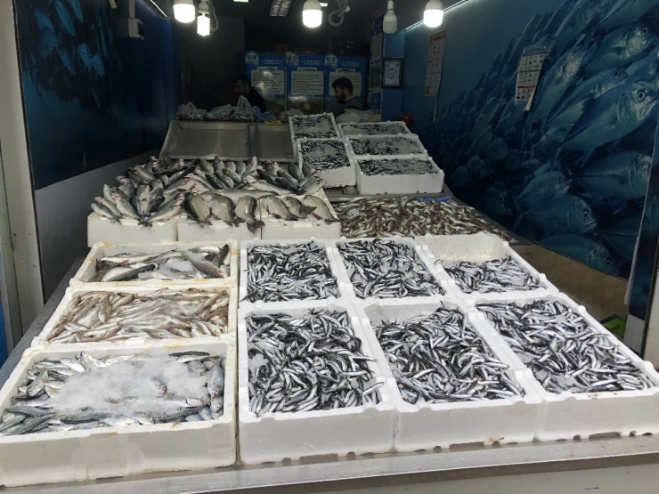 Bol Hamsi Tezgahları Şenlendirdi