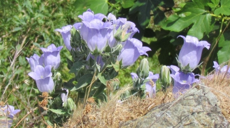Koruma Altına Alınan Çan Çiçeği İçin Çalıştay Düzenlendi
