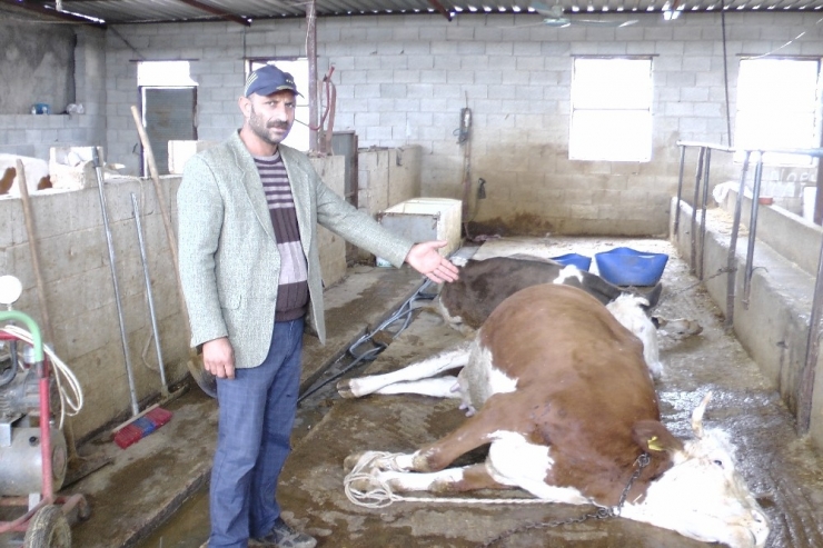 Elektrik Akımına Kapılan İnekler Telef Oldu