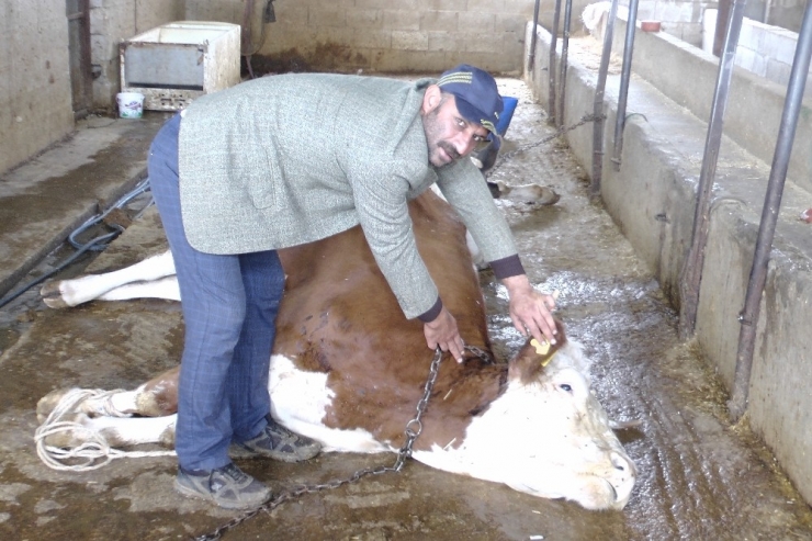Elektrik Akımına Kapılan İnekler Telef Oldu