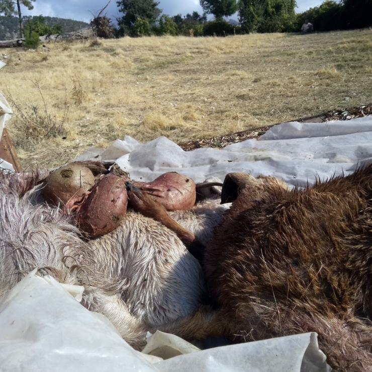 Sürüye Saldıran Aç Kurtlar 10 Keçiyi Telef Etti
