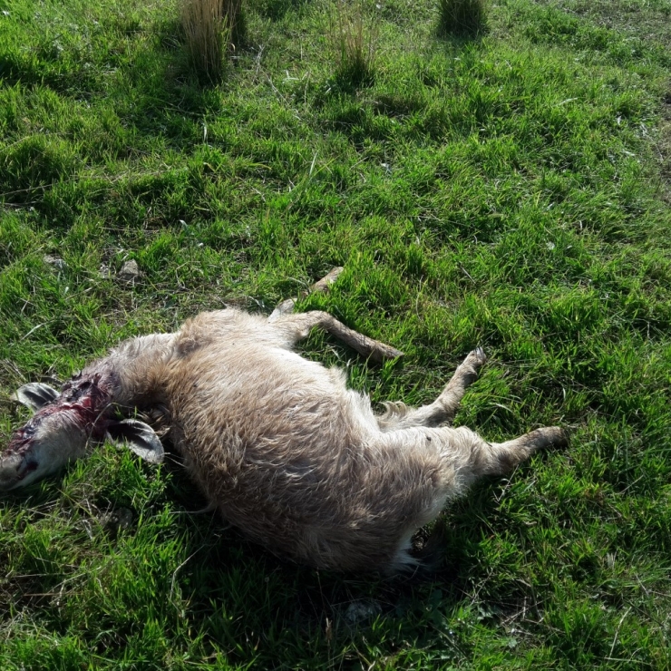 Sürüye Saldıran Aç Kurtlar 10 Keçiyi Telef Etti