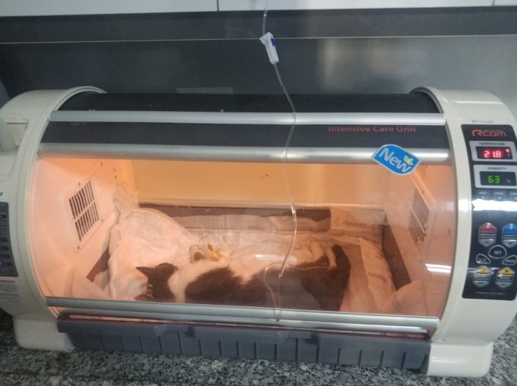 Yedek Lastiğin Jantına Sıkışan Kedi Kurtarıldı