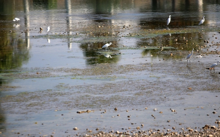 Nehrin Suyu Kesilince Leyleklere Gün Doğdu