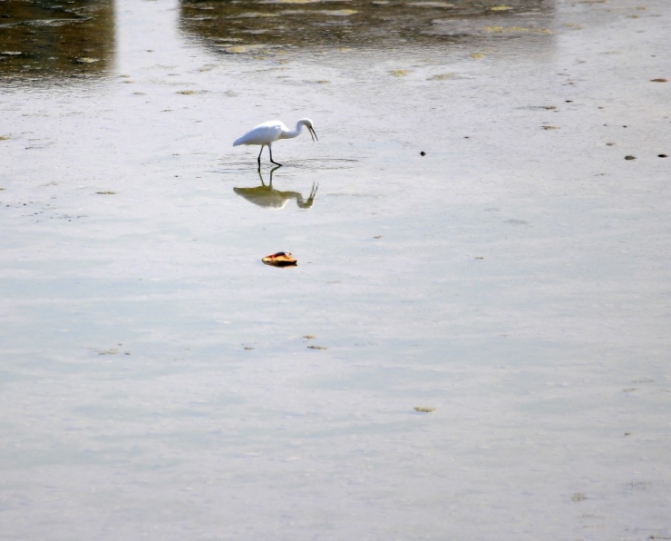 Nehrin Suyu Kesilince Leyleklere Gün Doğdu