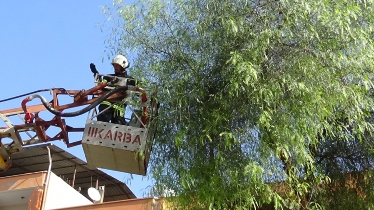 Ağaçta Mahsur Kalan Kediyi İtfaiye Kurtardı
