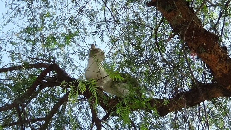 Ağaçta Mahsur Kalan Kediyi İtfaiye Kurtardı