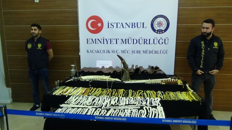 Kaçakçılık Operasyonunda Gergedan Boynuzu, Piton Yılanı Derisi Ve Fil Dişi Ele Geçirildi