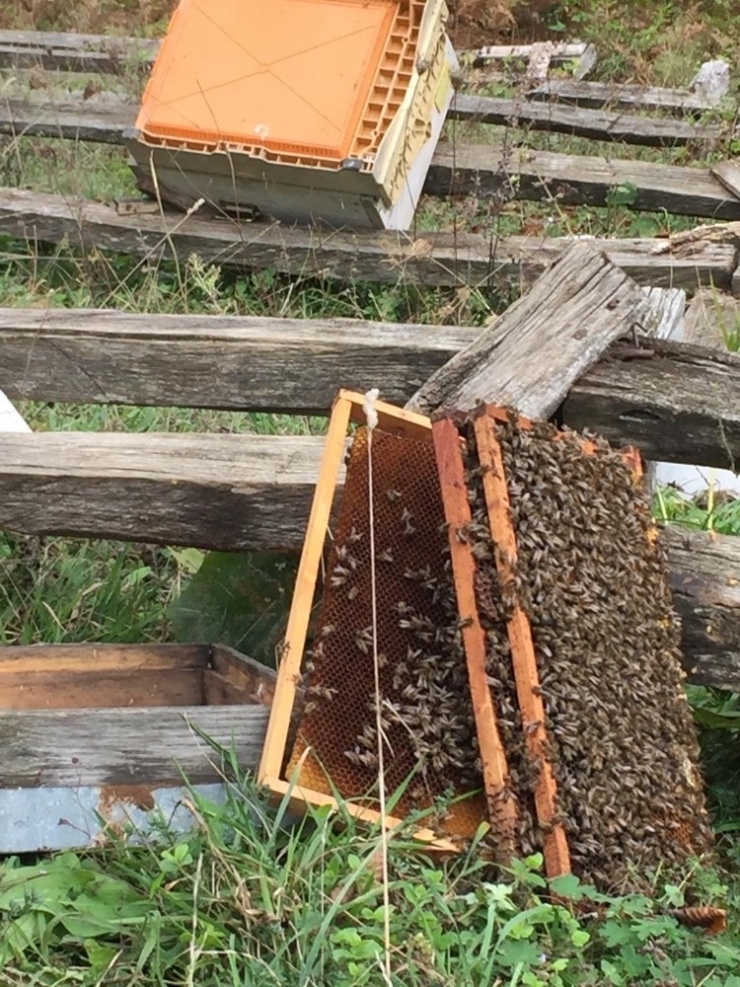 Kastamonu’da Ayı, 10 Arı Kovanını Parçaladı