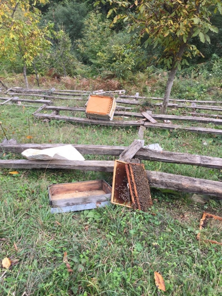 Kastamonu’da Ayı, 10 Arı Kovanını Parçaladı