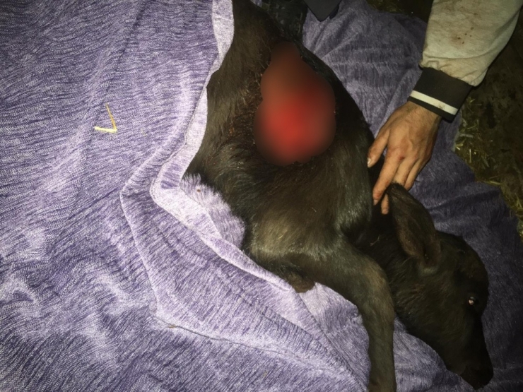 Manda Yavrusuna Kurtlar Saldırdı