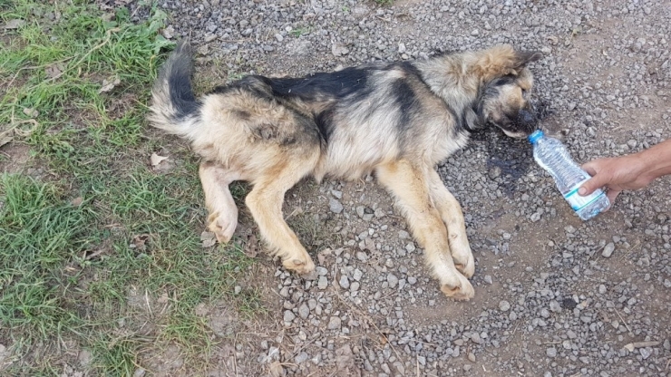 Menfez Borusuna Sıkışan Köpeği İtfaiye Kurtararak Elleriyle Besledi