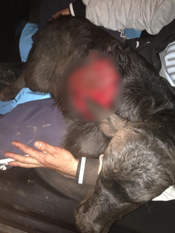 Manda Yavrusuna Kurtlar Saldırdı