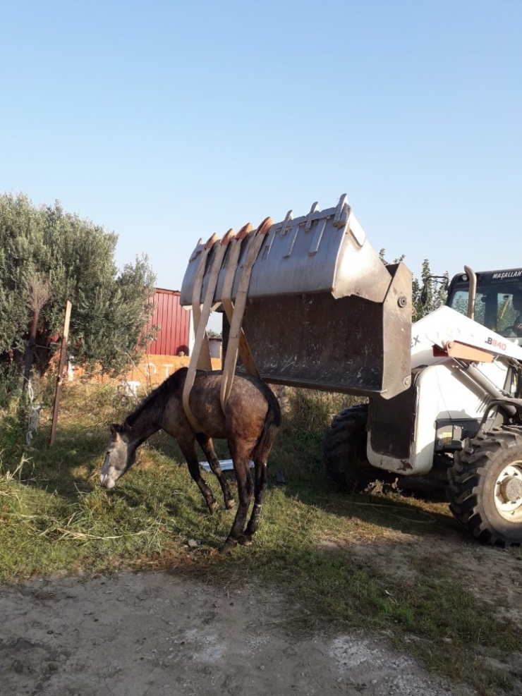 Burhaniye’de Kanala Düşen Atı İtfaiye Kurtardı