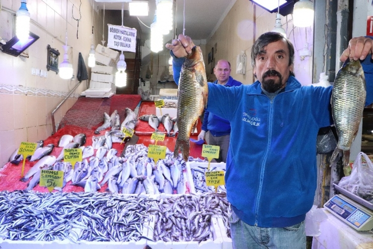 Samsun’da Kilosu 5 Liraya Düşen Hamsi Kapış Kapış