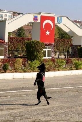 Uyuşturucu Tacirleri Narkotik Köpeği "Salgın"a Takıldı