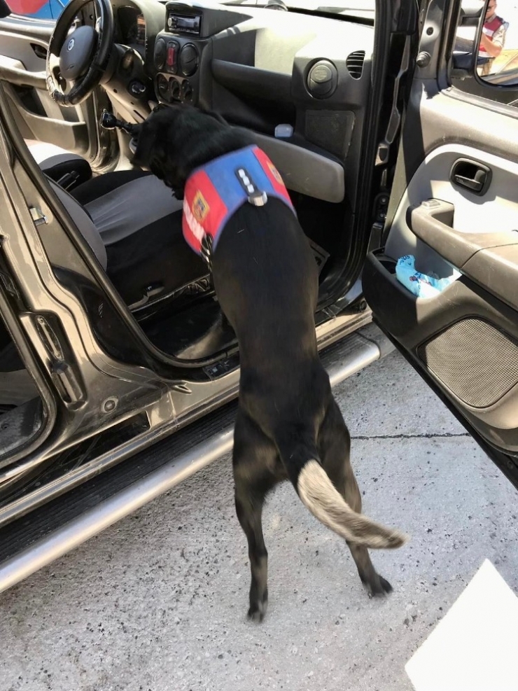 Uyuşturucu Tacirleri Narkotik Köpeği "Salgın"a Takıldı