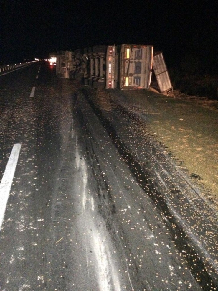 Mısır Yüklü Tır Devrildi, Kasadaki Hububat Etrafa Saçıldı: 1 Yaralı