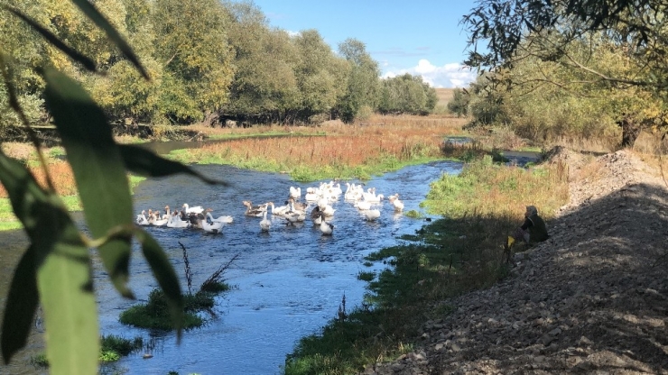 Kars Kazı Otellerin Mutfaklarında Yerini Alacak