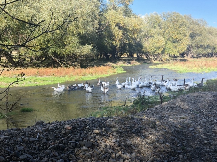 Kars Kazı Otellerin Mutfaklarında Yerini Alacak