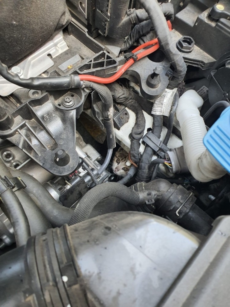 Otomobilin Motor Kısmına Sıkışan Yavru Kediyi İtfaiye Kurtardı