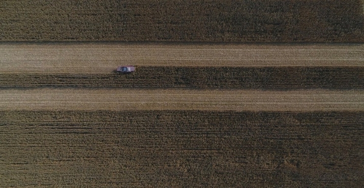 Arpa Ve Buğdayın Yerini Mısır Aldı