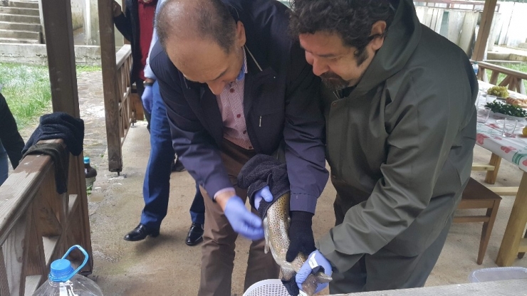 Türkiye’de Son 15 Yılda 18 Milyon 186 Bin 500 Adet Alabalık Yavrusu Derelere Ve Göllere Bırakıldı