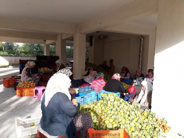 Denemek İçin Kuruttular, Şimdi Siparişlere Yetişemiyorlar