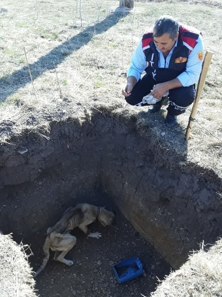 Çukurda Mahsur Kalan Köpek Kurtarıldı