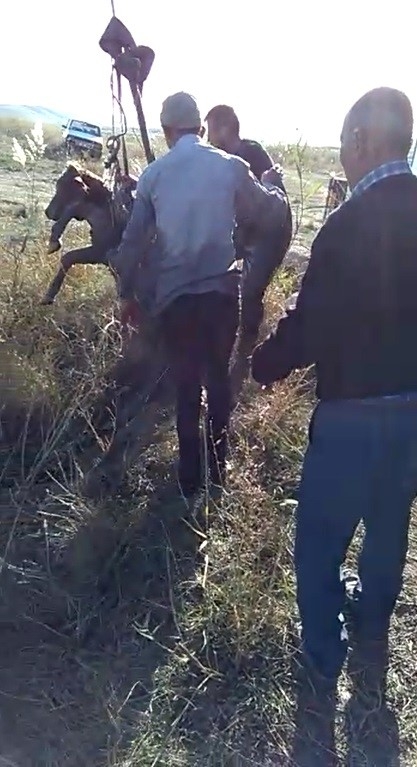 Su Kuyusuna Düşen Düve, 3 Saatlik Operasyonla Kurtarıldı