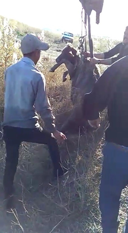 Su Kuyusuna Düşen Düve, 3 Saatlik Operasyonla Kurtarıldı