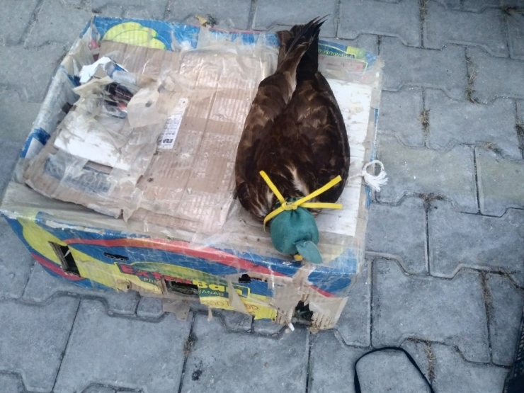 Gözü Kapatılan Şahin, Güvercin Ve Tuzaklı Ava 20 Bin Lira Ceza