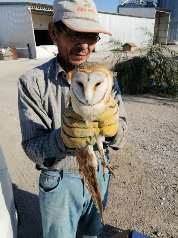 Yaralı Halde Bulunan Peçeli Baykuş Tedavi Altına Alındı