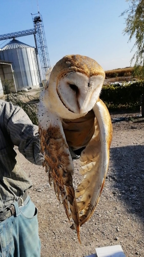 Yaralı Halde Bulunan Peçeli Baykuş Tedavi Altına Alındı