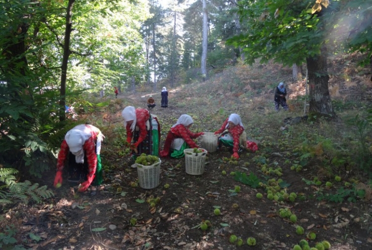 Simav Kestanesi 7 Bin Kişiye Ekmek Kapısı Oldu