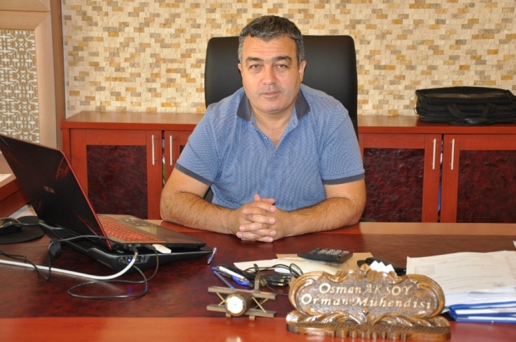 Simav Kestanesi 7 Bin Kişiye Ekmek Kapısı Oldu