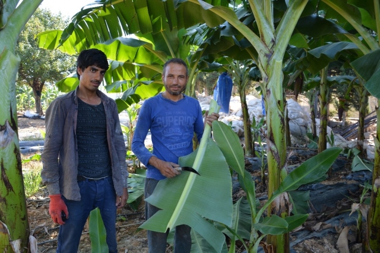 Açık Alanda Muz Üretimi Artıyor