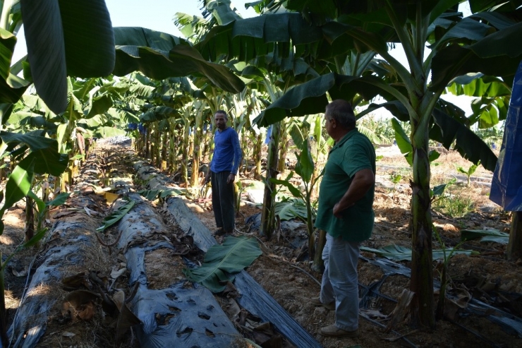 Açık Alanda Muz Üretimi Artıyor
