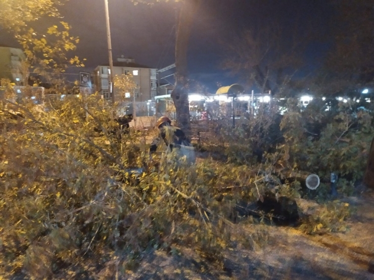 Bakırköy’de Yola Ağaç Devrildi