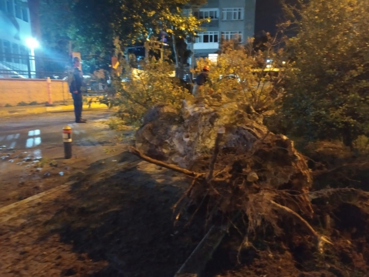 Bakırköy’de Yola Ağaç Devrildi