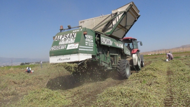 Gaziantep’te Yer Fıstığı Hasadı Başladı