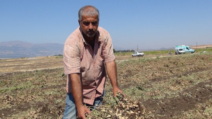 Gaziantep’te Yer Fıstığı Hasadı Başladı