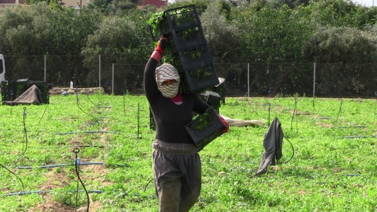 Hatay’da 5 Bin Dekar Alanda Maydonoz Üretiliyor