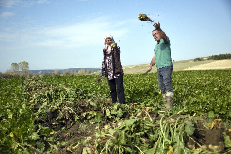 Çiftçilerin Zorlu Pancar Mesaisi Devam Ediyor