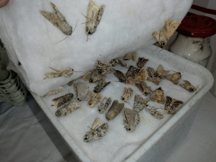 Ağrı’da Biyokaçakçılık Yapan Yabancı Uyruklu İki Şahsa 120 Bin Lira Ceza Uygulandı