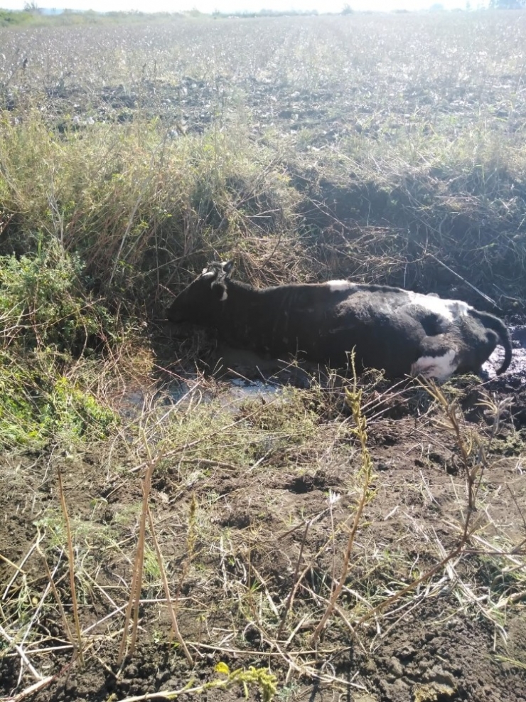 Balçığa Saplanan İneği İtfaiye Kurtardı