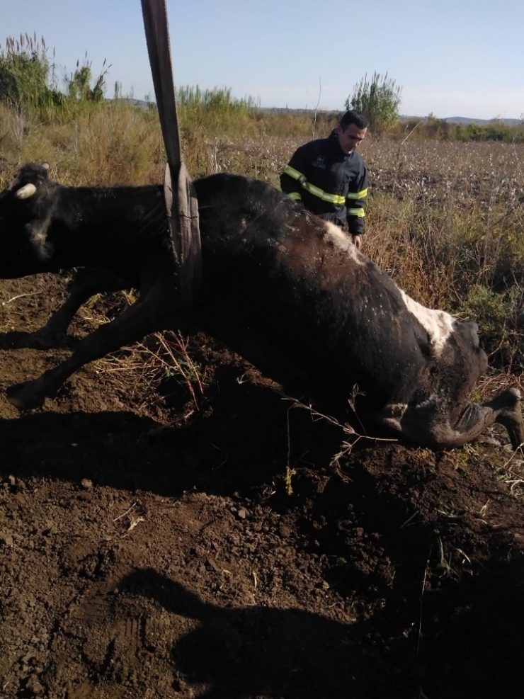 Balçığa Saplanan İneği İtfaiye Kurtardı