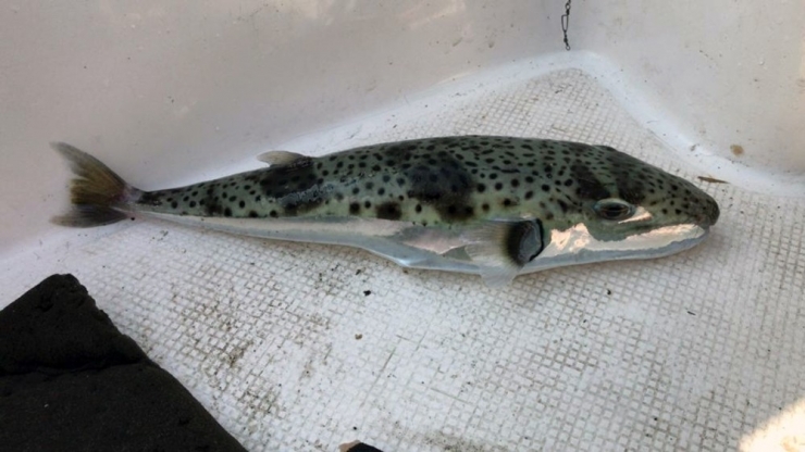 Gökova Körfezi’nde ’Canavar’ Yakalandı